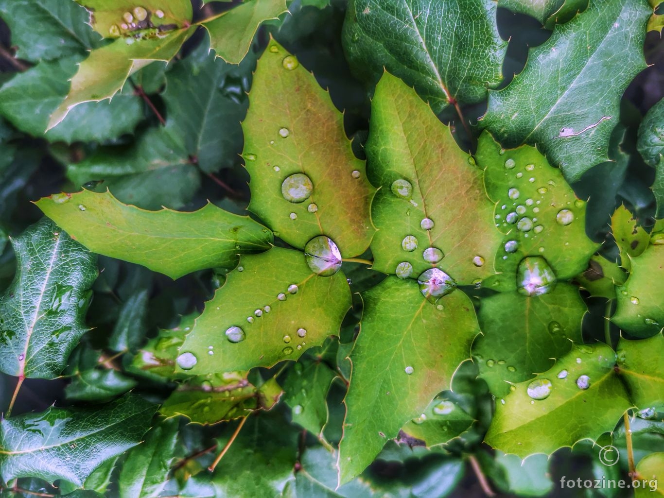 rainy leaves