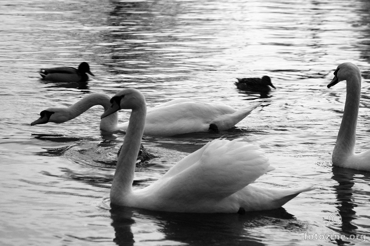 Swan River III