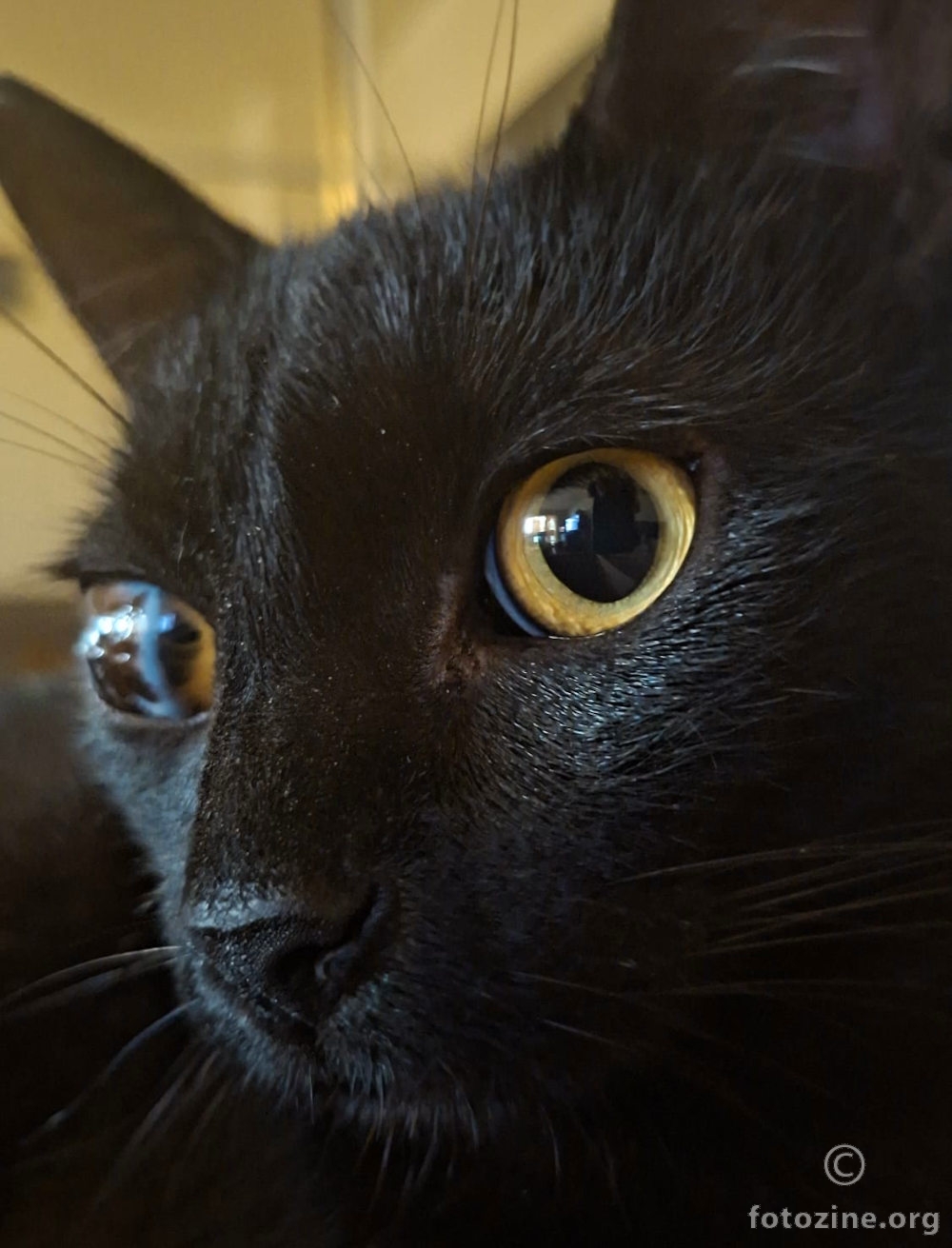 Nimi portret