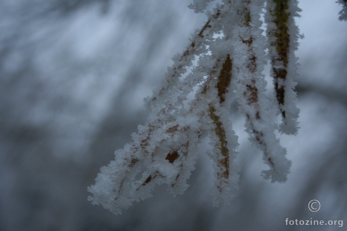 Frosty_willow