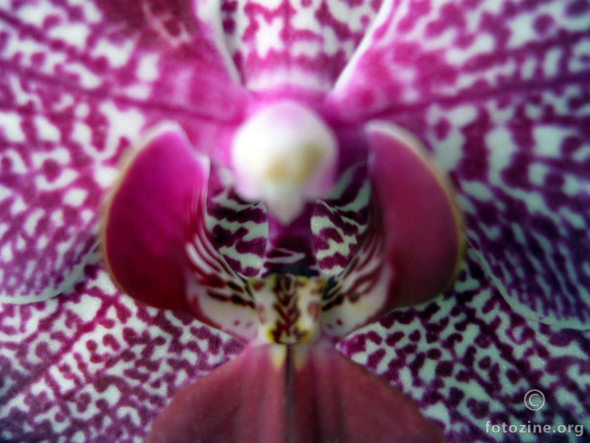 Orhideja macro III