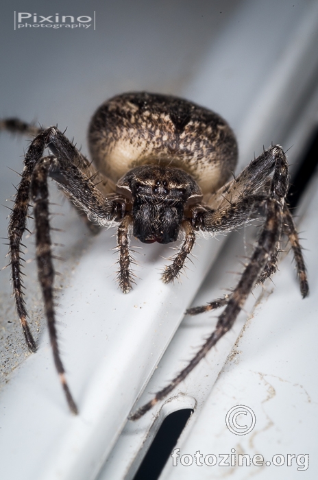Domestic spider