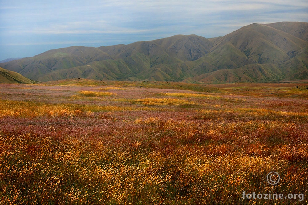 Mackenzie Country