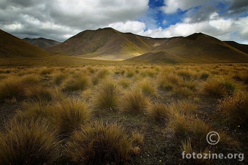 Tussock at Lindis Pass