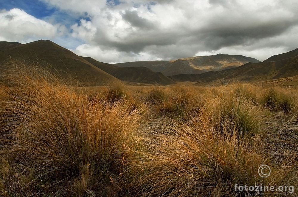Red Tussock