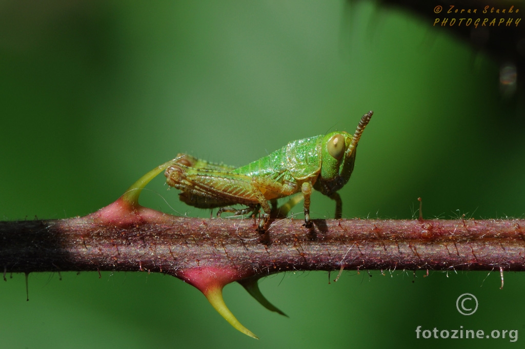 Mini Grasshopper ilitiga skakavčić :)