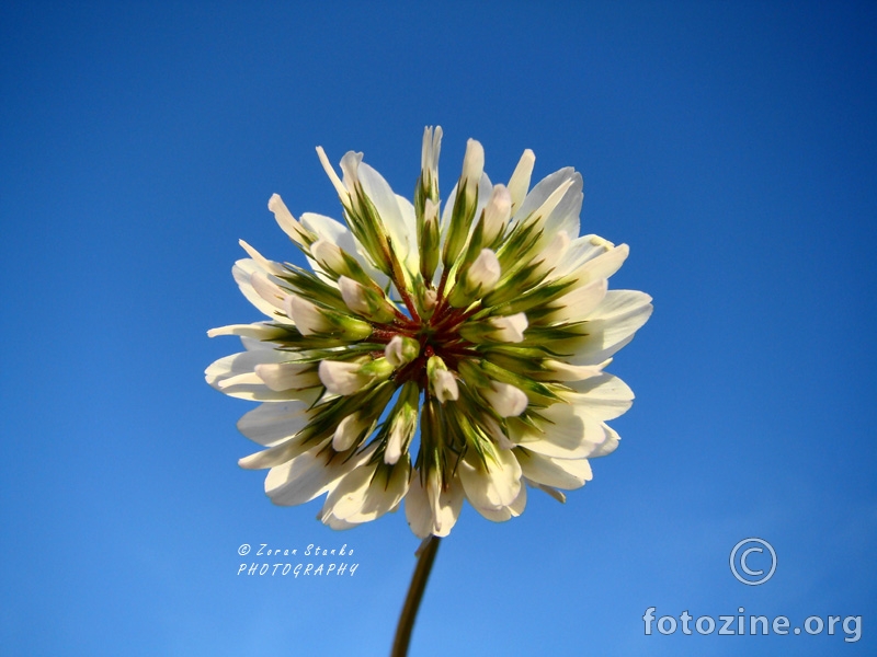 Hortonov cvijet