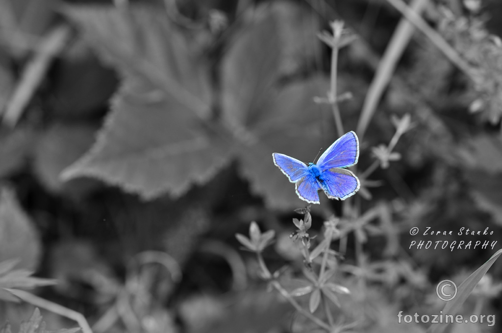 Plavi leptirić