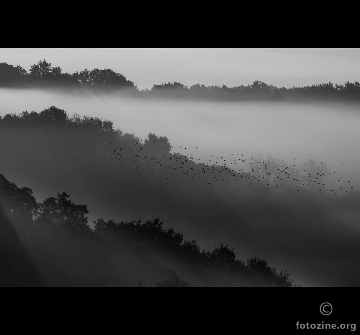ptice u magli