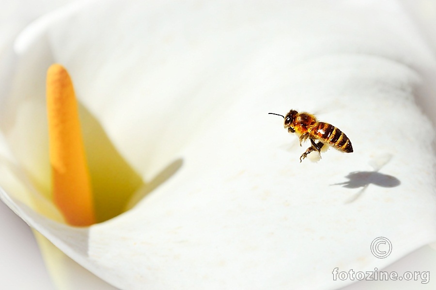 pčelica Maja