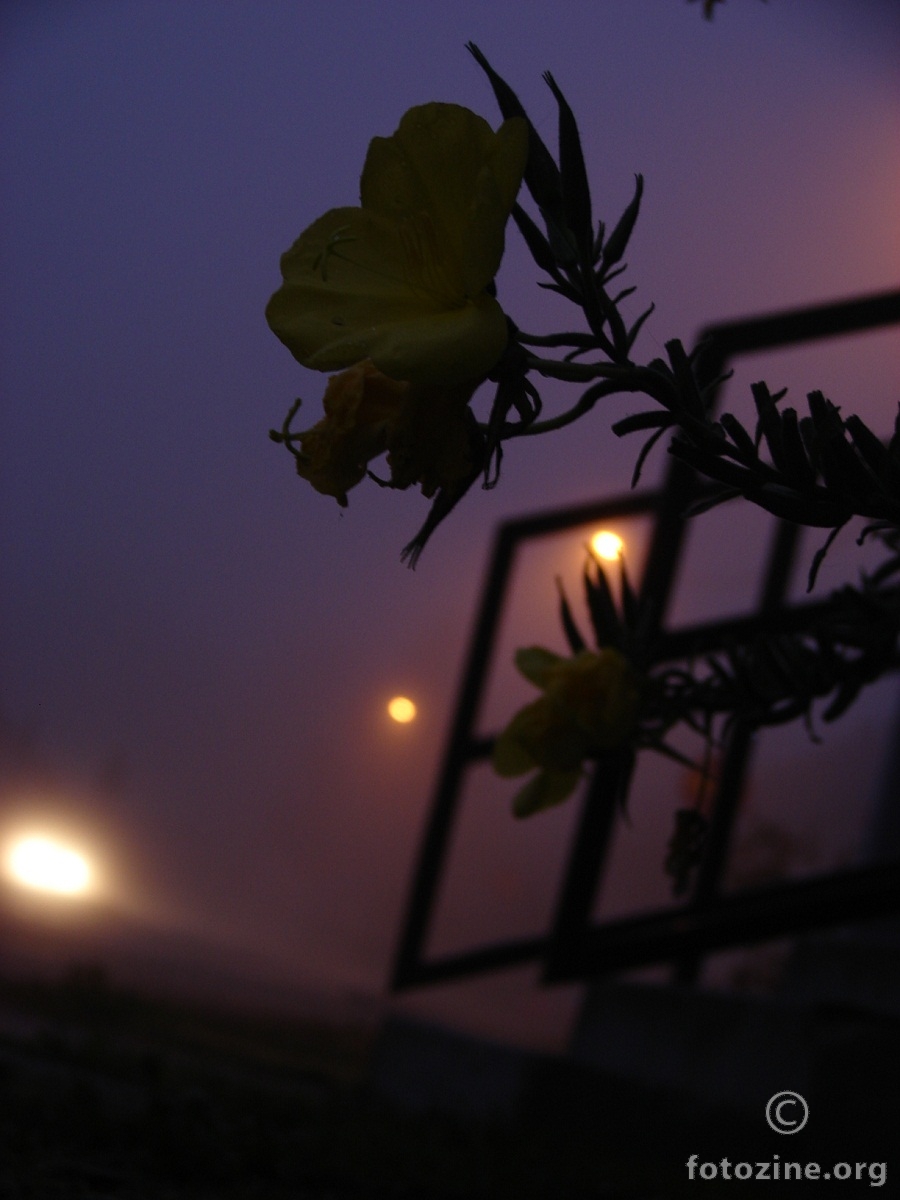 Cvjetic u magli 2