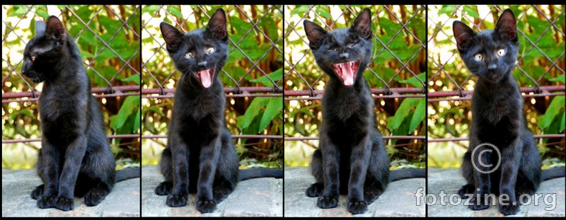 Crazy Black Cat