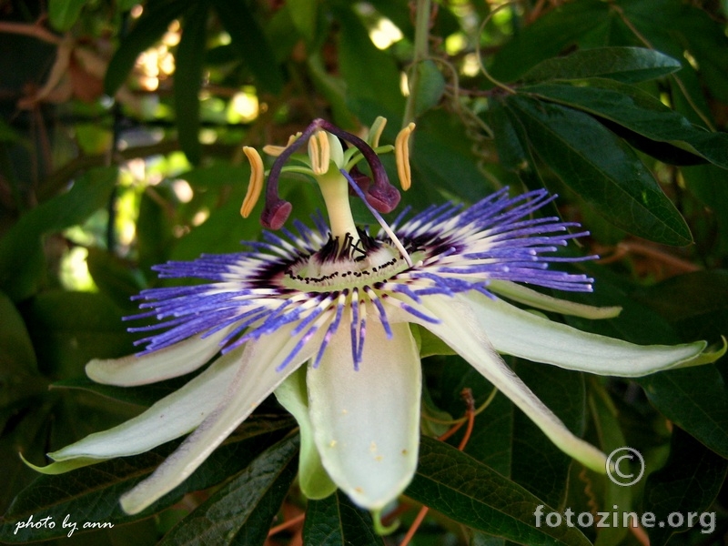 ...passiflora... isusova krunica...