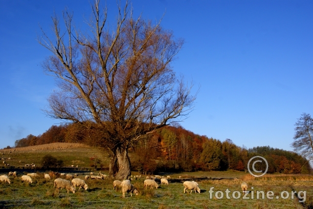 Ovce i jesen 2