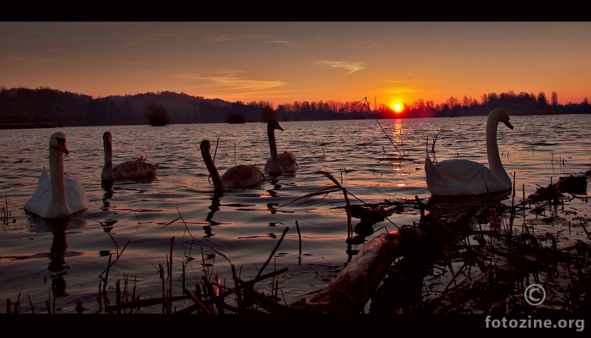 labudje jezero