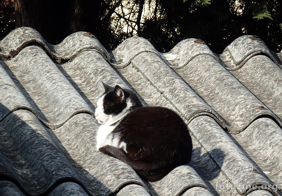 Mačor na krovu I