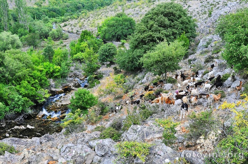 Koze na izvoru Krupe