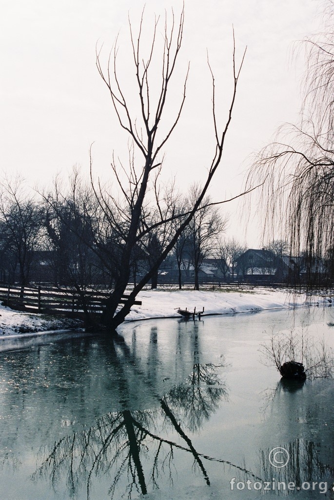 Drvo nad vodom