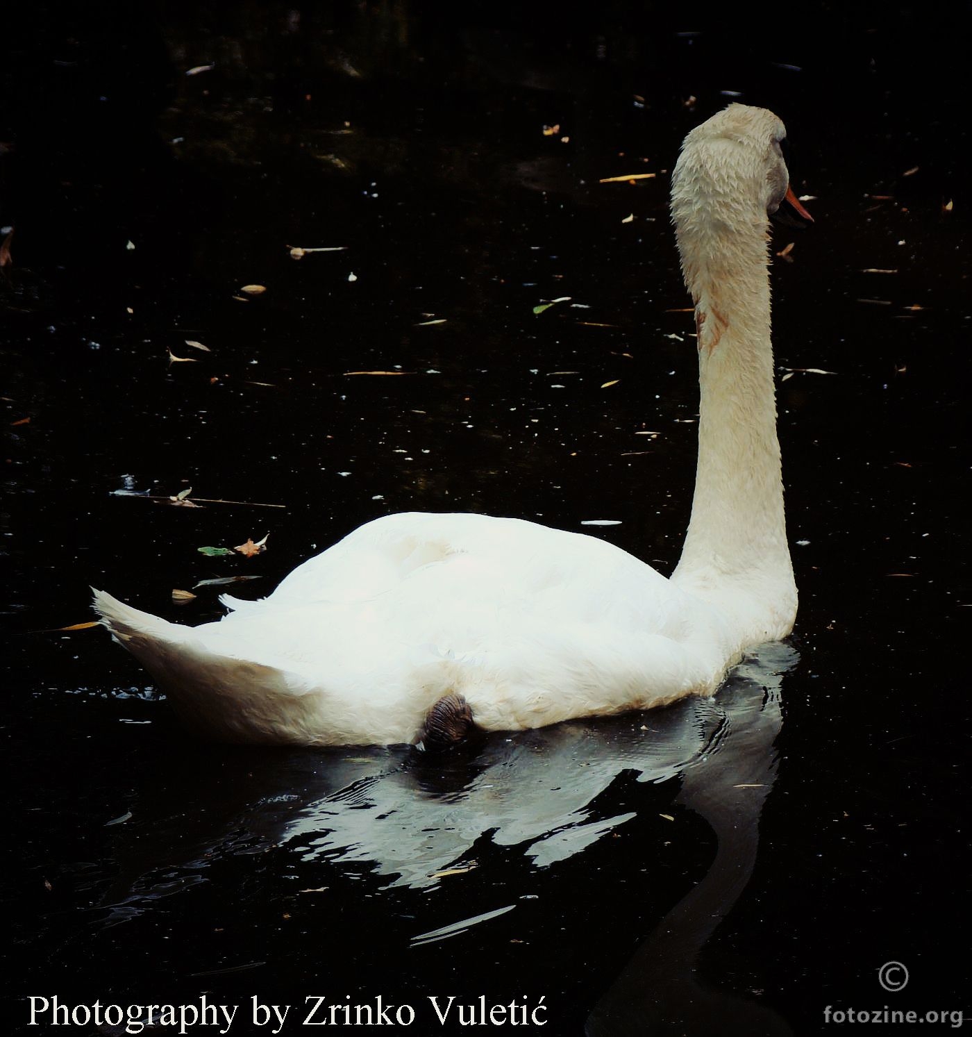 Lake of Swan