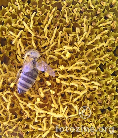 Pelud & Pčela