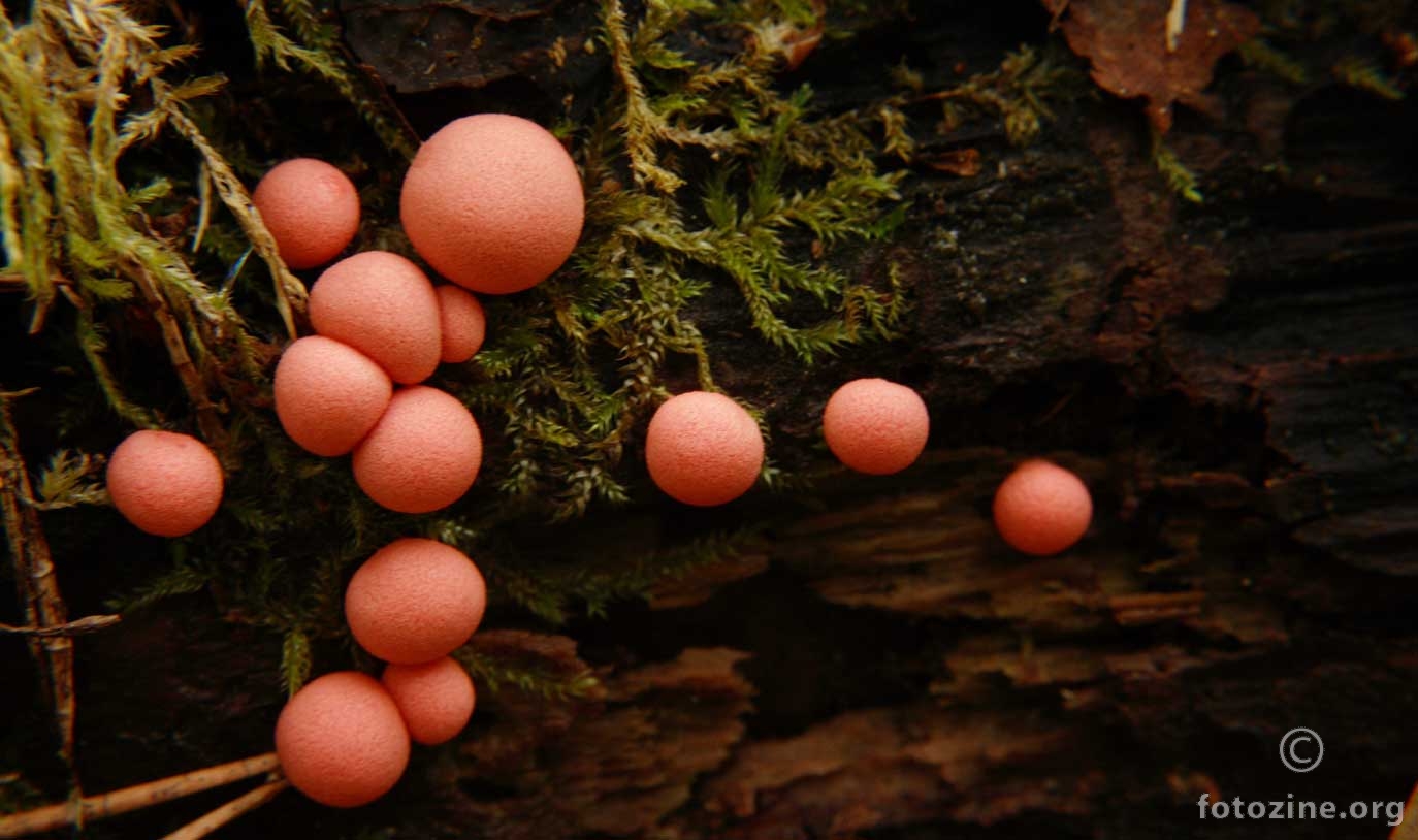 Lycogala epidendrum