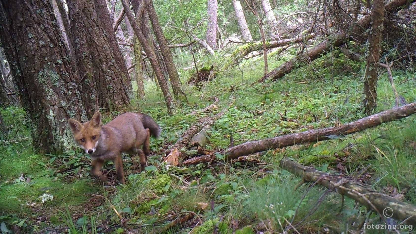 Mlada lisica u svom stanistu