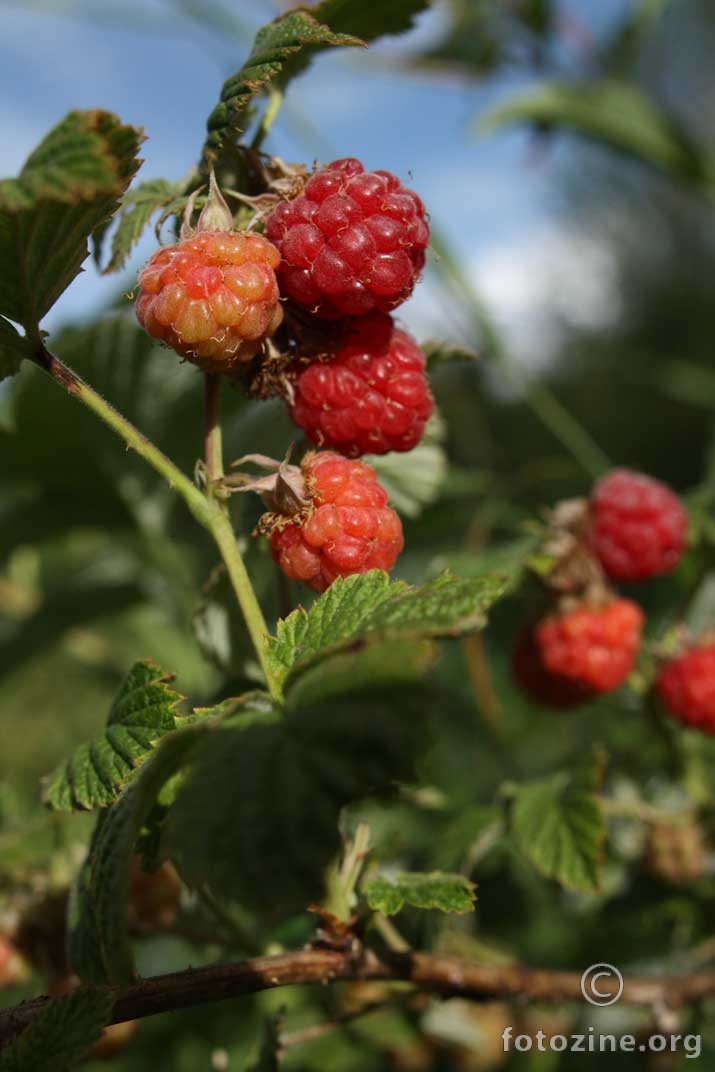 divlja malina, Rubus idaeus