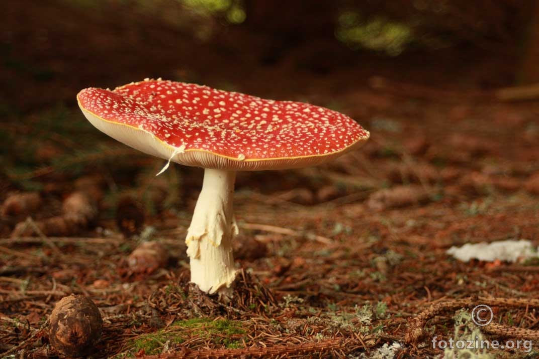 Amanita muscaria