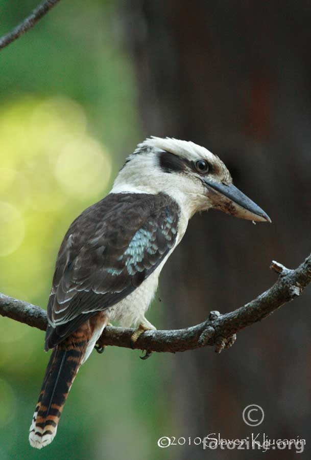 Kookaburra, Dacelo novaeguineae