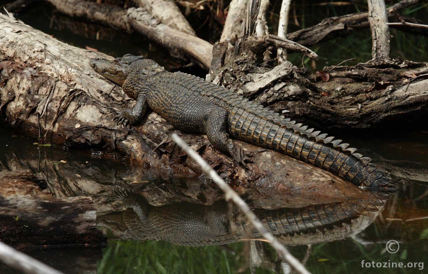 krokodil (Crocodylus porosus)