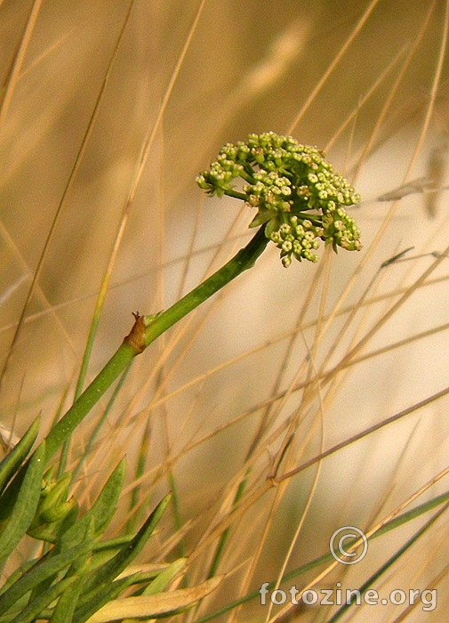 Osluškujem vjetar 2....