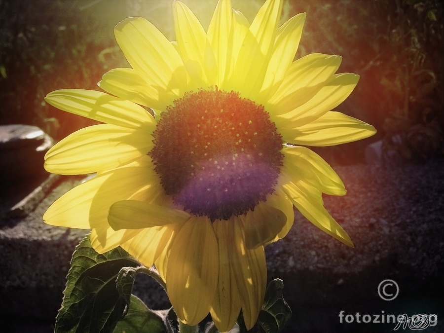 Sunflower..