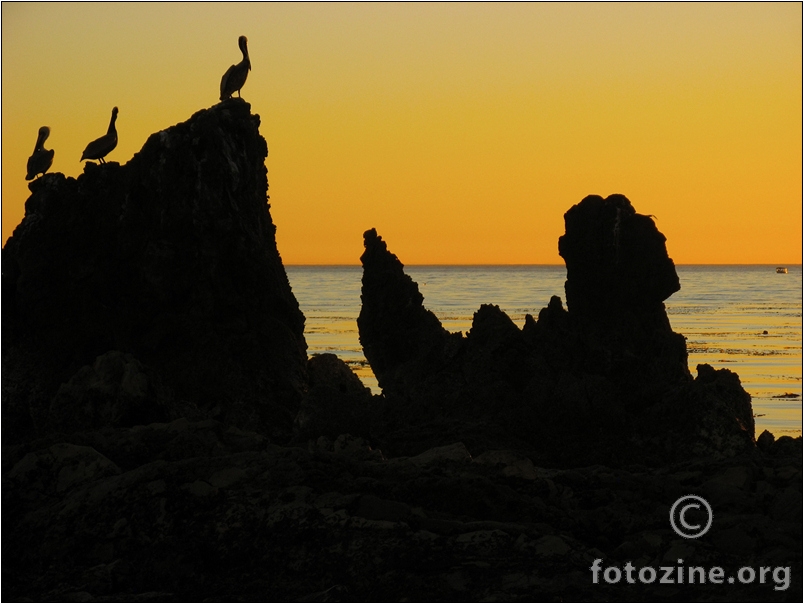 Pelicans and Sphinx at Sunset