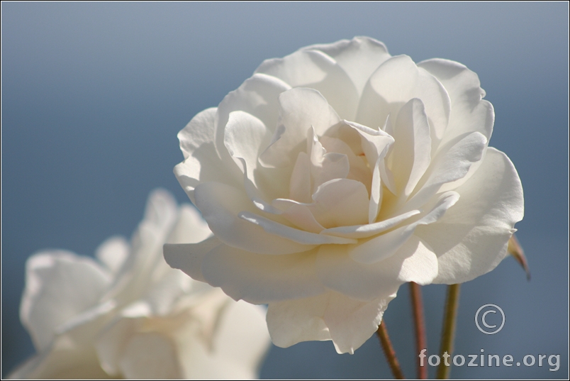 White Roses in Blue Morning