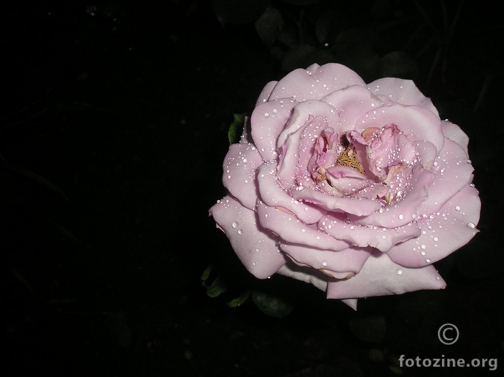 Pokisla ruža :)