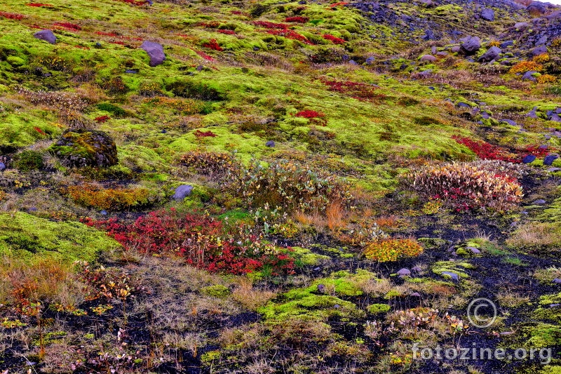 Iceland - Flora...