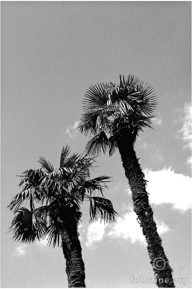 dvije palme na otoku Sreće