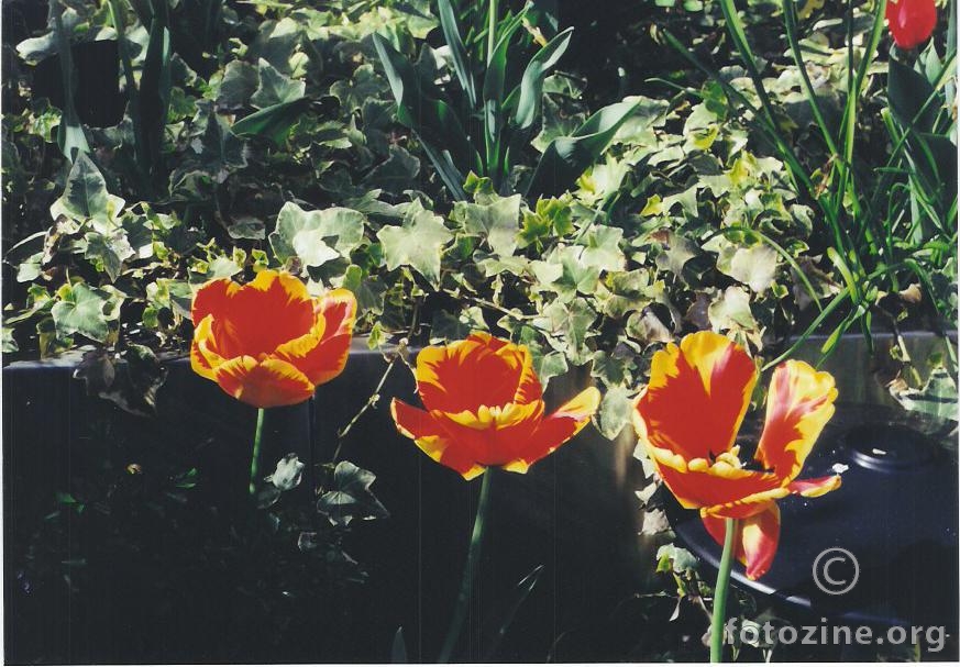 tulips