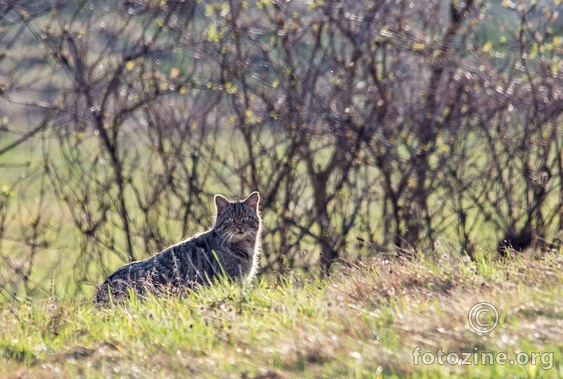 Šumska mačka ili europska divlja mačka