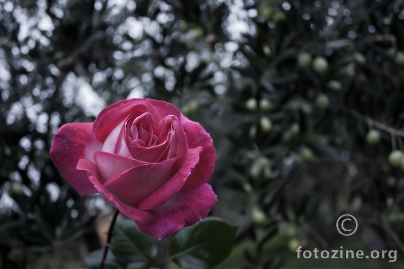 Photo 068 - Rose  22.11.2012