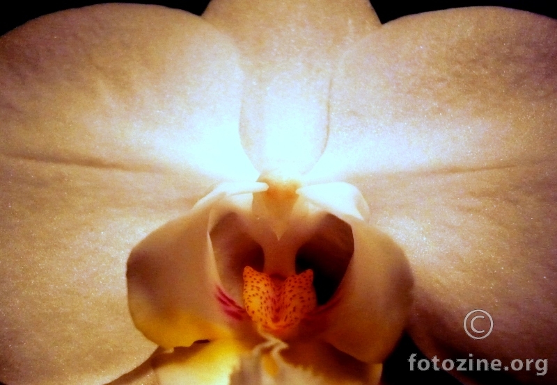 .. duboko u orhideji.. 