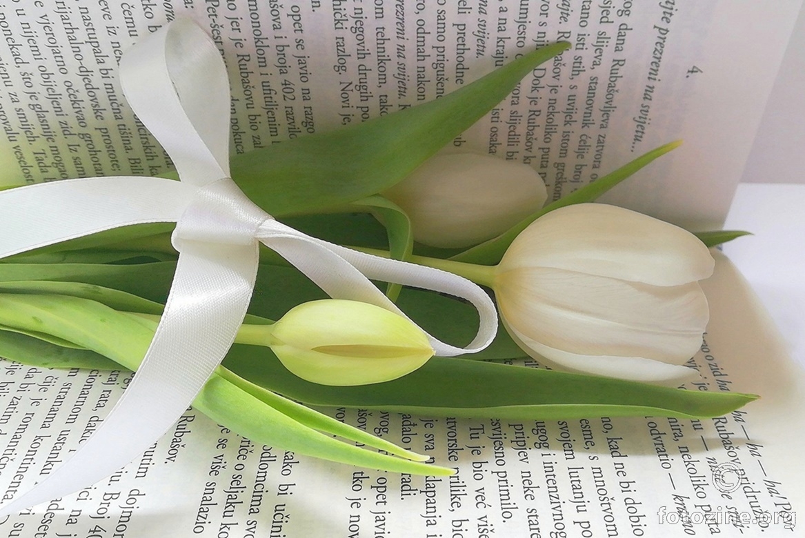 Bijeli tulipani