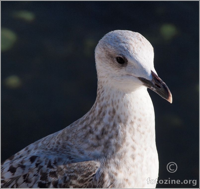 galebica moja prijateljica