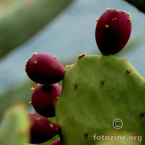  Opuntia ficus-indica