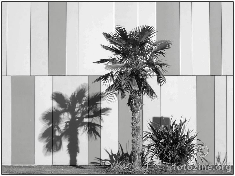 sjena jedne palme na zidu trgovačkog centra