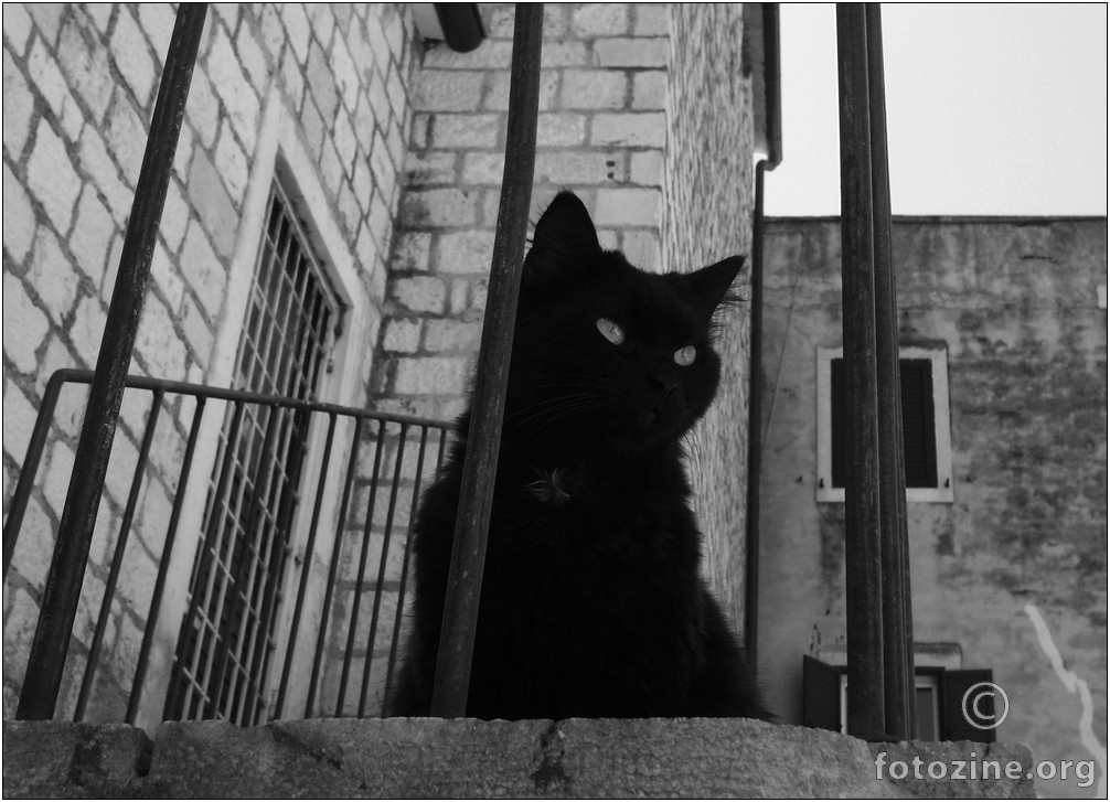 crna mačka promatra svijet