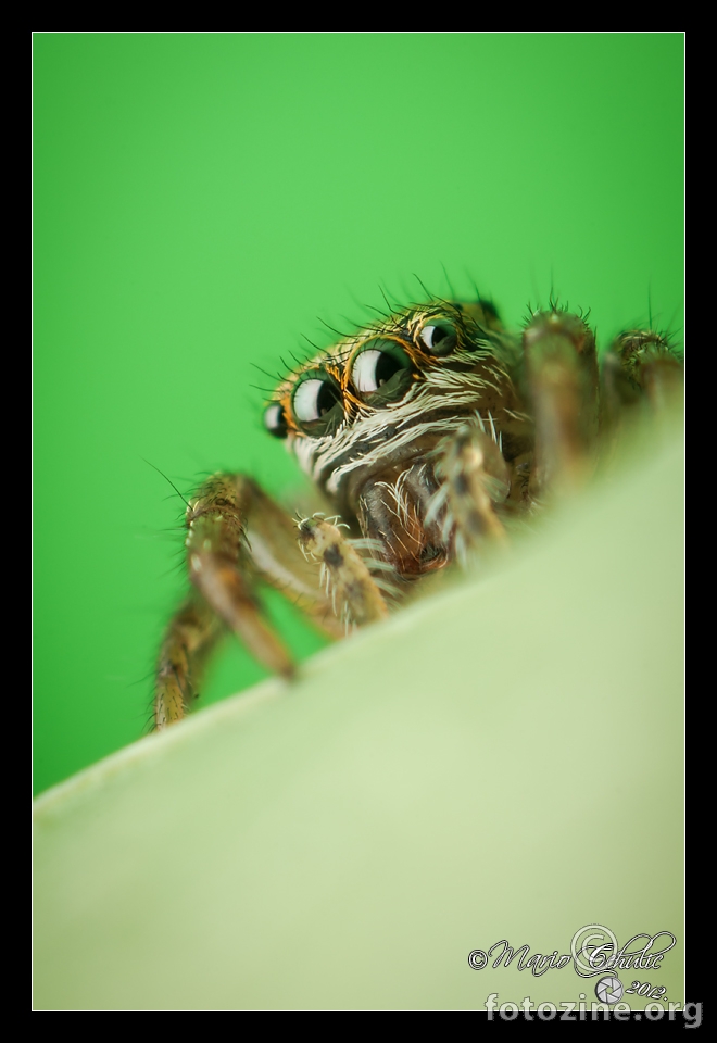 Evarcha arcuata female jumping spider