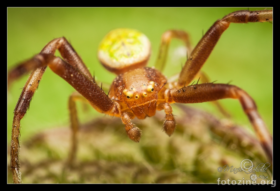 Misumenops tricuspidatus crab spider