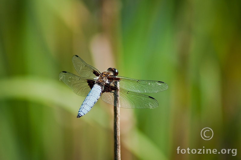 dragonfly-6