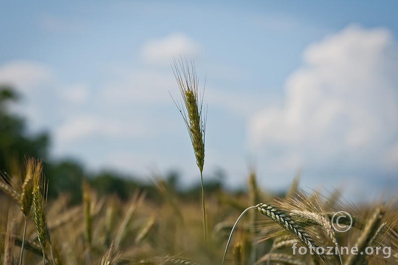 najviši u pšeničnoj konfuziji :)